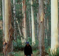 Blue Gum Forest - Tourism Caloundra