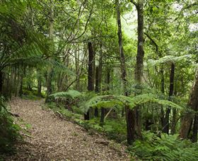 Blue Mountains Botanic Garden - Tourism Caloundra 3