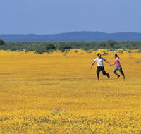Wildflowers of the Mid West - Tourism Caloundra