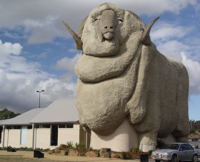 Big Merino - Tourism Caloundra 0