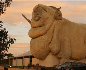 Big Merino - Tourism Caloundra 3