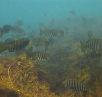 Bunurong Marine and Coastal Park - Tourism Caloundra