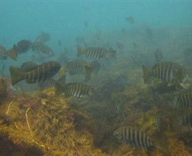 Bunurong Marine And Coastal Park - Tourism Caloundra 0