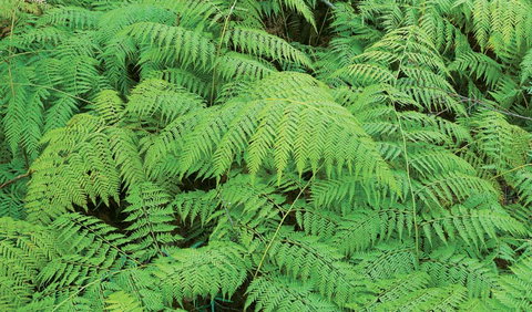 Boonoo Boonoo National Park - Tourism Caloundra 1