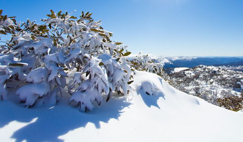 Perisher - Tourism Caloundra 3