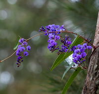 Mann River Nature Reserve - Tourism Caloundra
