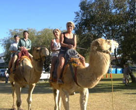 Calamunnda Camel Farm  - Tourism Caloundra 0