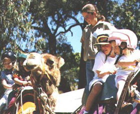 Calamunnda Camel Farm  - Tourism Caloundra 2