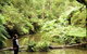Morwell National Park - thumb 0