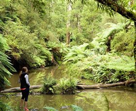 Morwell National Park - Tourism Caloundra 0