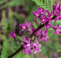 Cassinia walking track - Tourism Caloundra