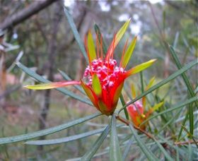 Glenbrook NSW Tourism Caloundra