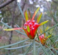 Glenbrook Native Plant Reserve and Nursery - Tourism Caloundra