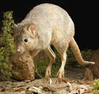 Kanyana Wildlife Rehabilitation Centre - Tourism Caloundra
