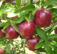 Top 40 Orchard - Tourism Caloundra