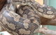 Armadale Reptile Centre - thumb 0