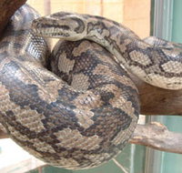 Armadale Reptile Centre - Tourism Caloundra