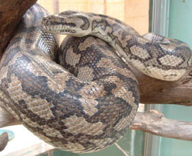 Armadale Reptile Centre - Tourism Caloundra 0