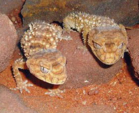 Armadale Reptile Centre - Tourism Caloundra 1