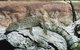 Armadale Reptile Centre - thumb 2