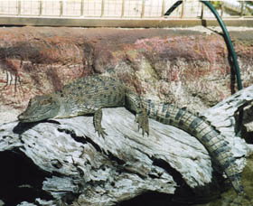 Armadale Reptile Centre - Tourism Caloundra 2