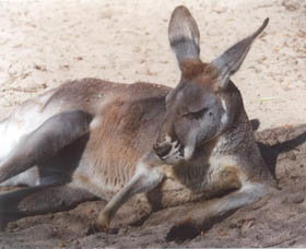 Armadale Reptile Centre - Tourism Caloundra 3