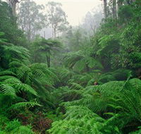 Tarra Bulga National Park - Tourism Caloundra