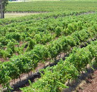 Pokolbin Brothers Wines Hunter Valley - Tourism Caloundra