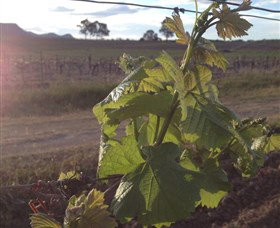 Drayton's Family Wines - Tourism Caloundra 1