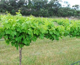 Tamburlaine Organic Wines - Tourism Caloundra 1