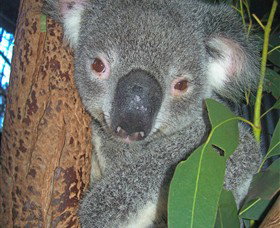 Hunter Valley Zoo - Tourism Caloundra 0