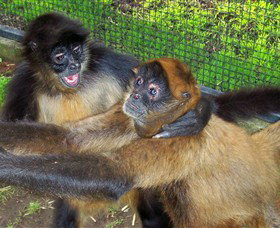 Hunter Valley Zoo - Tourism Caloundra 5