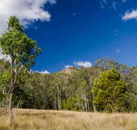 Brush Turkey track - Tourism Caloundra