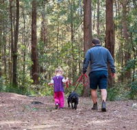 Olney State Forest - Watagan Mountains - Tourism Caloundra