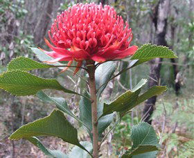 Olney State Forest - Watagan Mountains - Tourism Caloundra 1