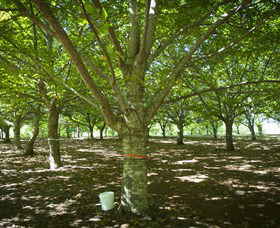 Sassafras Nuts - Tourism Caloundra 0