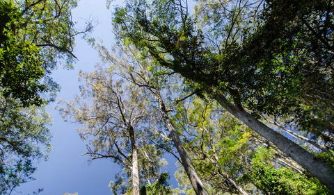 Hidden Treasure Track - Tourism Caloundra 3