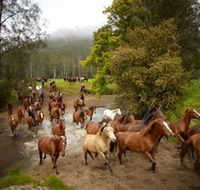 Glenworth Valley Horse Riding - Tourism Caloundra