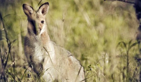 Richmond Range National Park - Tourism Caloundra 1