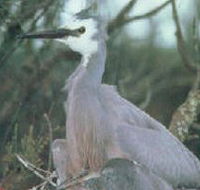 Jack Smith Lake State Game Reserve - Tourism Caloundra