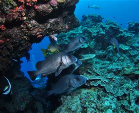 Maori Wrasse Bommie Dive Site - Tourism Caloundra 1