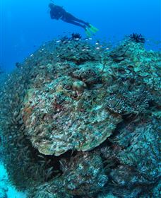 Maori Wrasse Bommie Dive Site - Tourism Caloundra 2