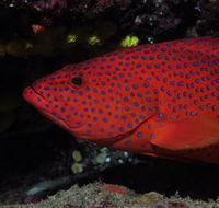 Maori Wrasse Bommie Dive Site - Tourism Caloundra