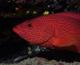 Maori Wrasse Bommie Dive Site - Tourism Caloundra 0