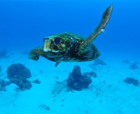Maori Wrasse Bommie Dive Site - Tourism Caloundra 3