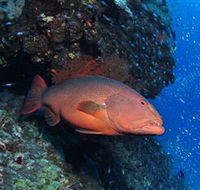 Anchor Bommie Dive Site - Tourism Caloundra