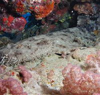 Lighthouse Bommies Dive Site - Tourism Caloundra