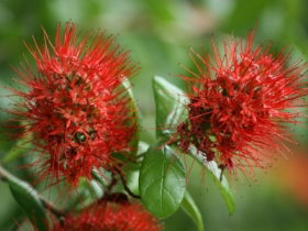 Hervey Bay Botanic Gardens - Tourism Caloundra 2