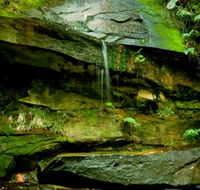 Strickland State Forest - Tourism Caloundra