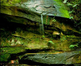 Strickland State Forest - Tourism Caloundra 0